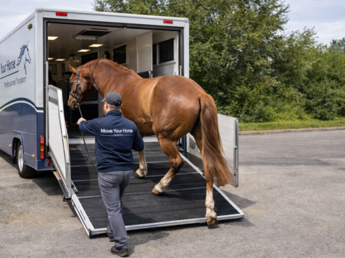 8lio2ehEJoo3-ChatGPT-Image-Jan-15-2026-12_31_31-AM